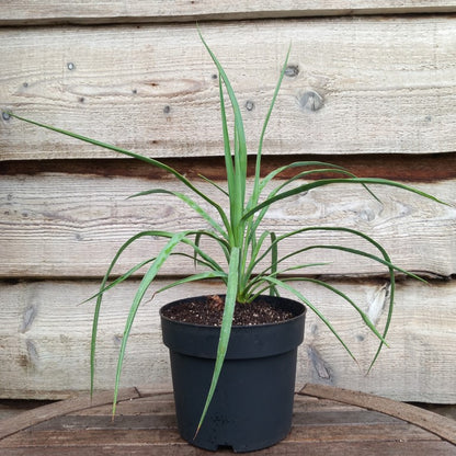 Yucca hybrid: linearifolia galeana x treculeana