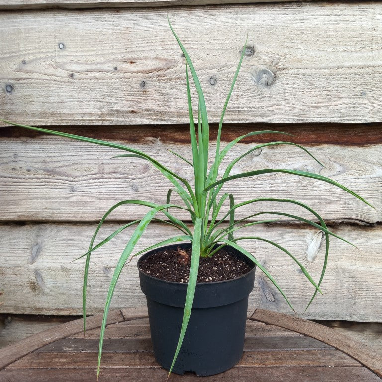 Yucca hybrid: linearifolia galeana x treculeana