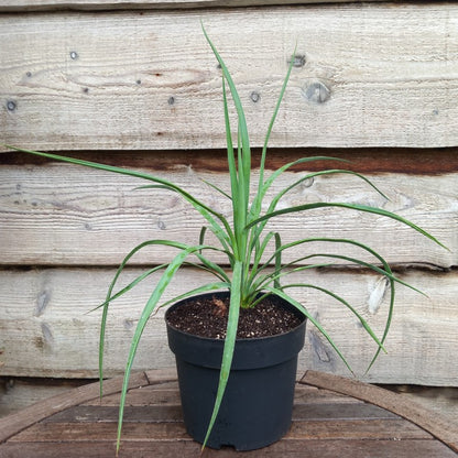 Yucca hybrid: linearifolia galeana x treculeana
