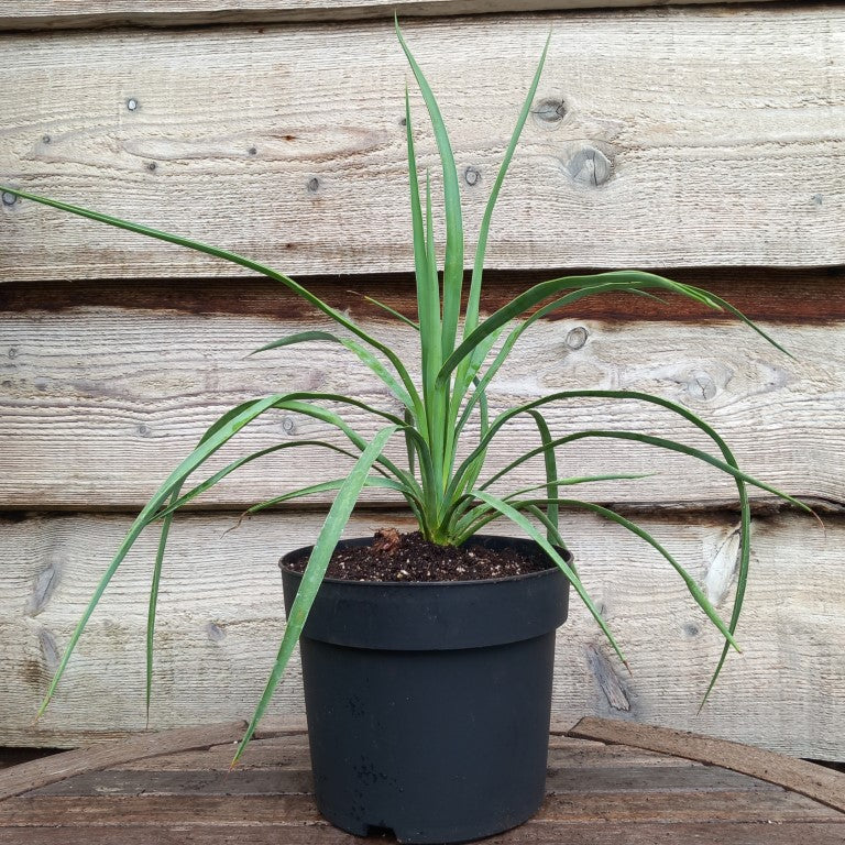 Yucca hybrid: linearifolia galeana x treculeana