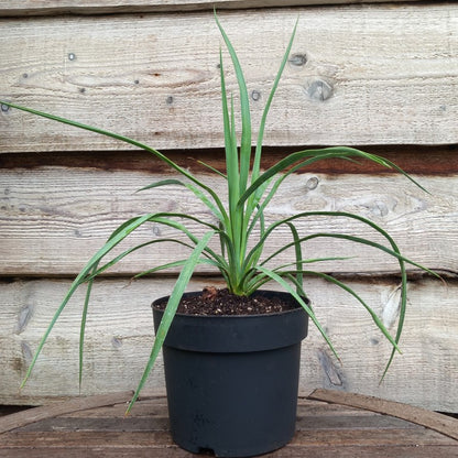 Yucca hybrid: linearifolia galeana x treculeana