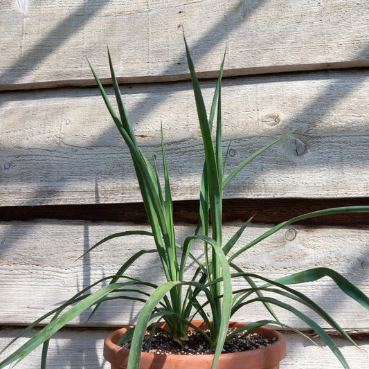 Yucca hybrid: linearifolia galeana x treculeana