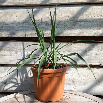 Yucca hybrid: linearifolia galeana x treculeana
