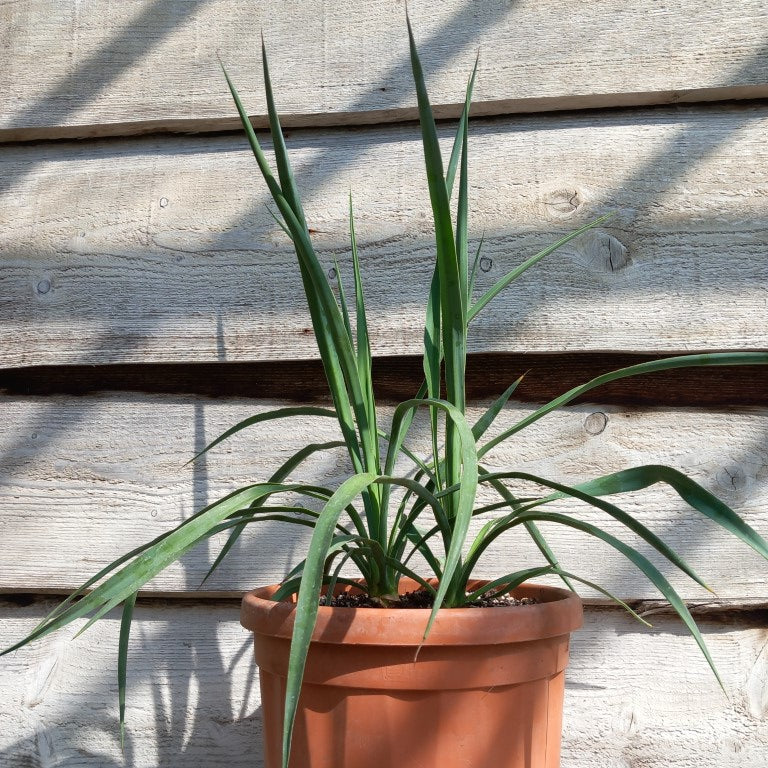 Yucca hybrid: linearifolia galeana x treculeana