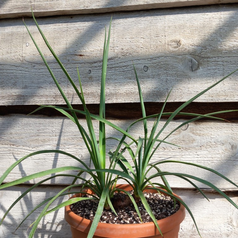 Yucca hybrid: linearifolia galeana x treculeana