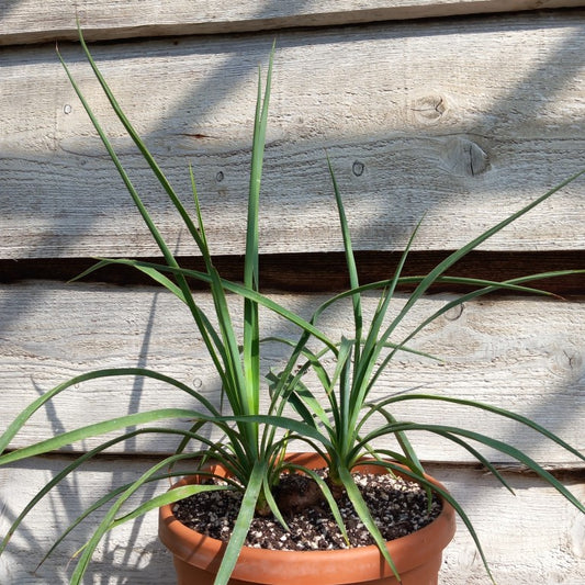 Yucca hybrid: linearifolia galeana x treculeana