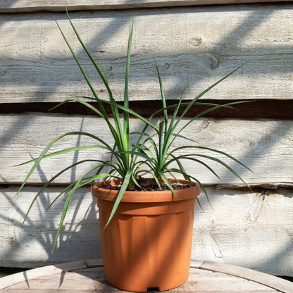 Yucca hybrid: linearifolia galeana x treculeana
