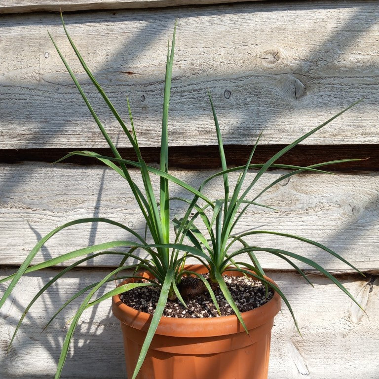 Yucca hybrid: linearifolia galeana x treculeana