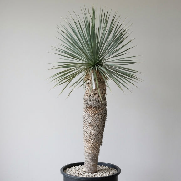 Yucca rostrata, stem/plant/total 100/130/155 cm (21R01)