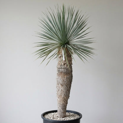 Yucca rostrata, stem/plant/total 100/130/155 cm (21R01)