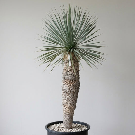 Yucca rostrata, stem/plant/total 100/130/155 cm (21R01)