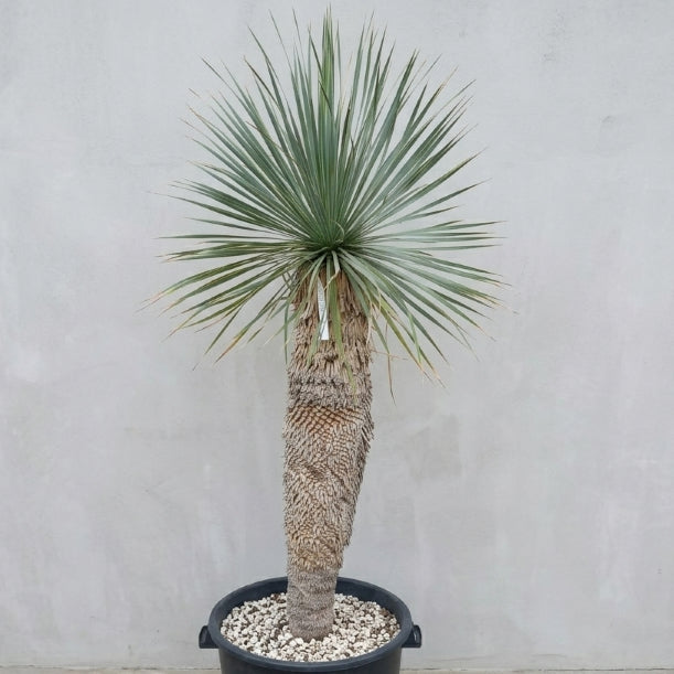 Yucca rostrata, stem/plant/total 100/130/155 cm (21R01)