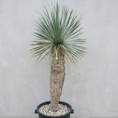 Yucca rostrata, stem/plant/total 100/130/155 cm (21R01)