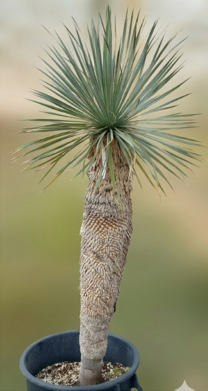 Yucca rostrata, stem/plant/total 100/130/155 cm (21R01)