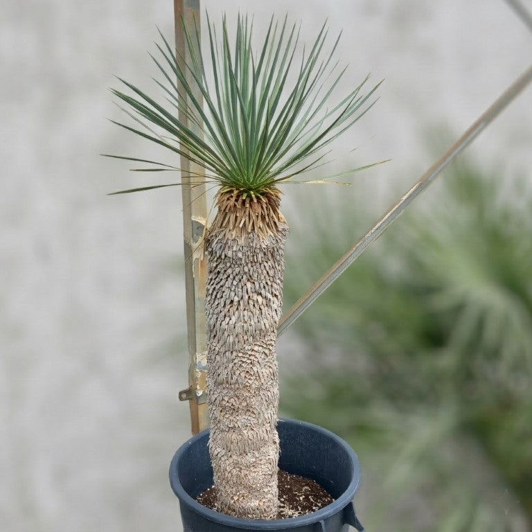 Yucca rostrata, stem/plant/total 85/110/135 cm (21R06)