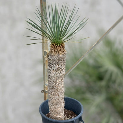 Yucca rostrata, stem/plant/total 85/110/135 cm (21R06)