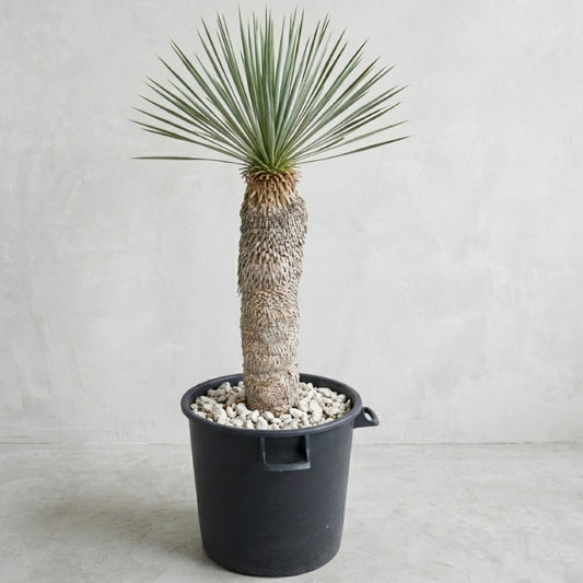 Yucca rostrata, stem/plant/total 85/110/135 cm (21R06)