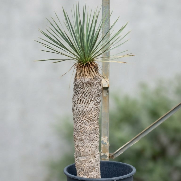 Yucca rostrata, stem/plant/total 85/110/135 cm (21R06)