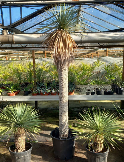 Yucca rostrata XXL, stem/plant/total  190/225/250 cm (MX03)