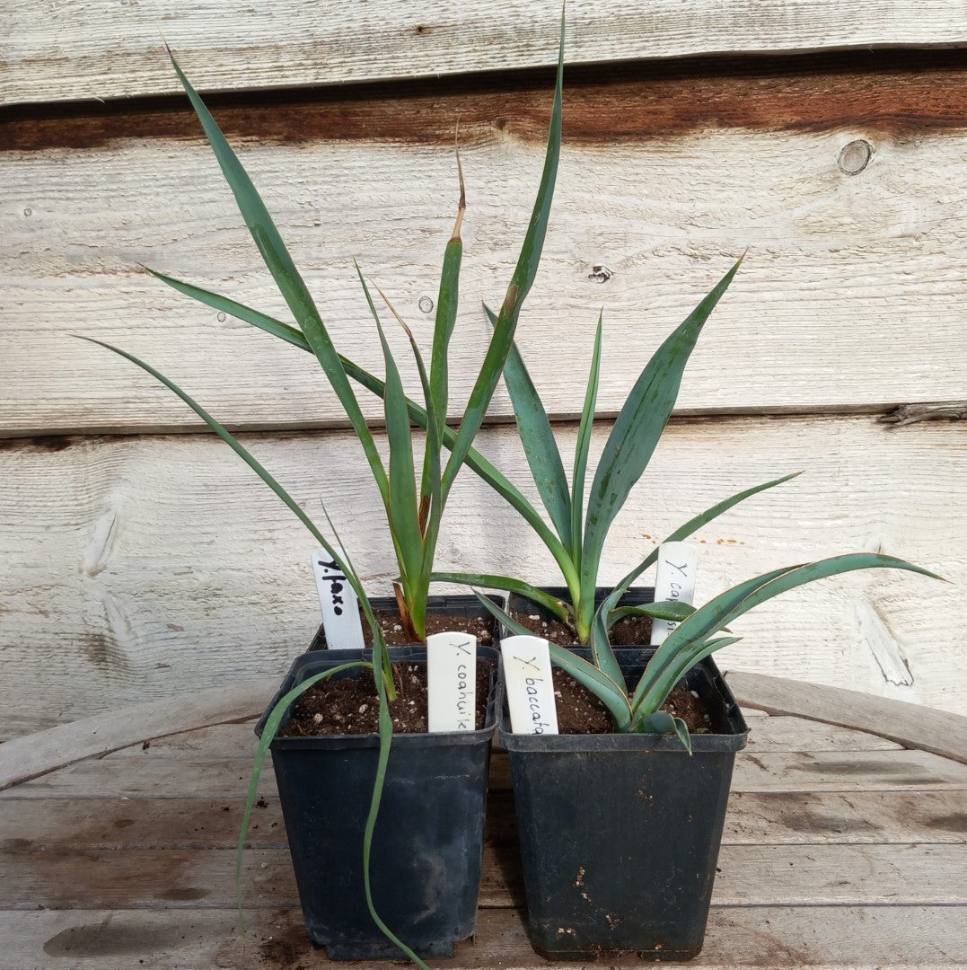4 x Yucca in P9 pot: faxoniana/coahuilensis/baccata/capensis