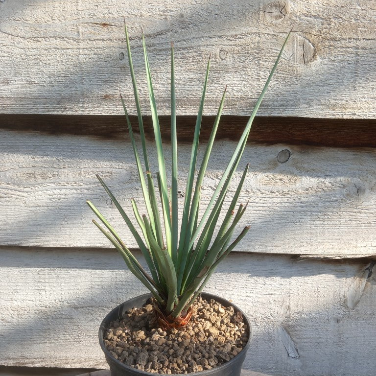 Yucca torreyi