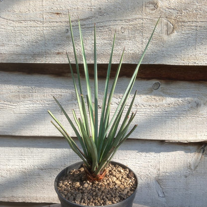 Yucca torreyi