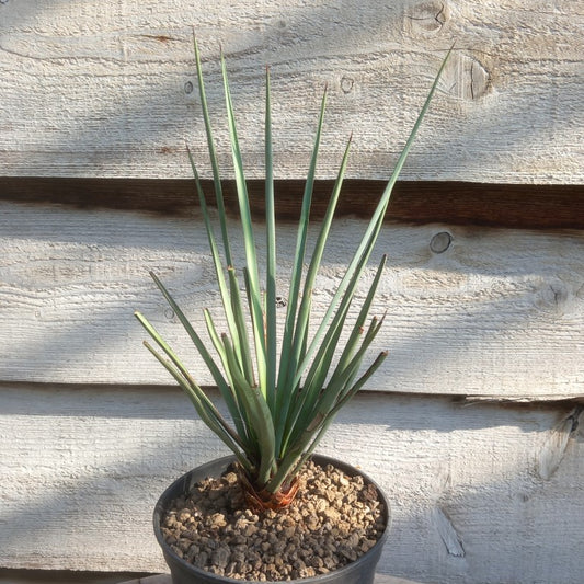 Yucca torreyi