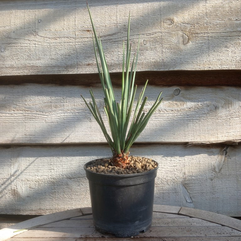 Yucca torreyi