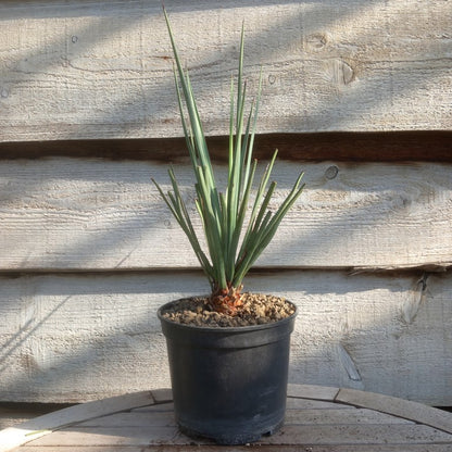 Yucca torreyi