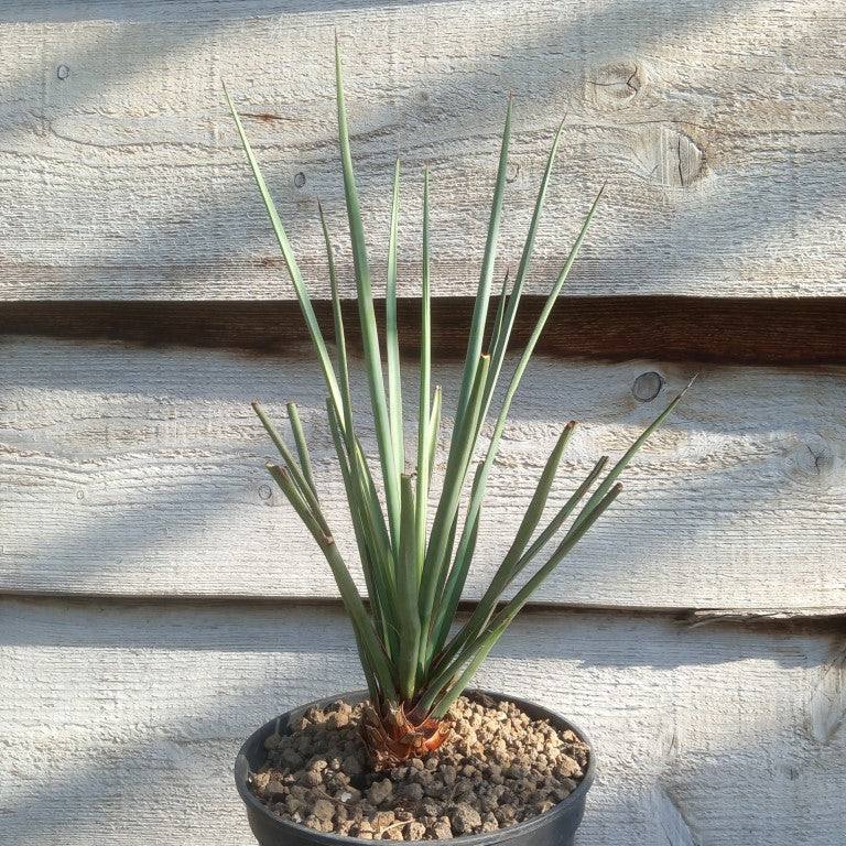 Yucca torreyi