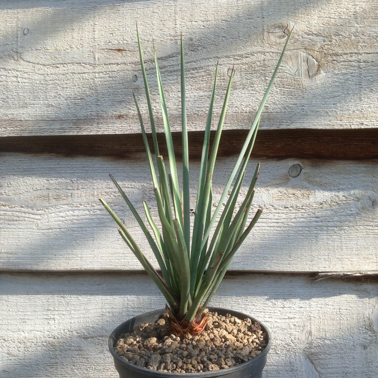 Yucca torreyi