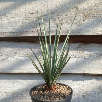 Yucca torreyi