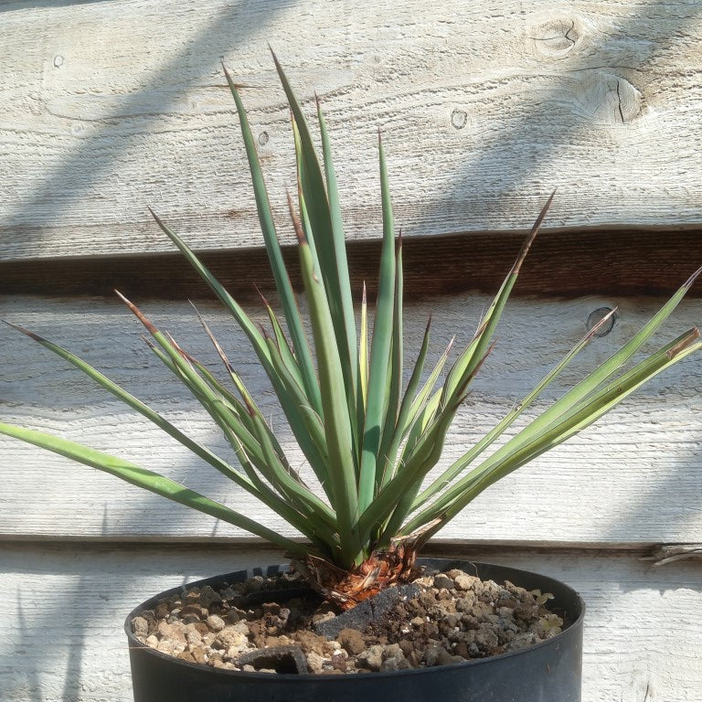 Yucca torreyi