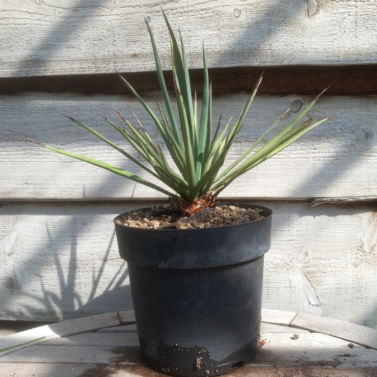 Yucca torreyi