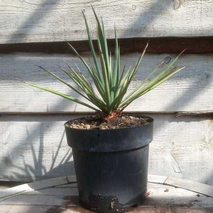 Yucca torreyi