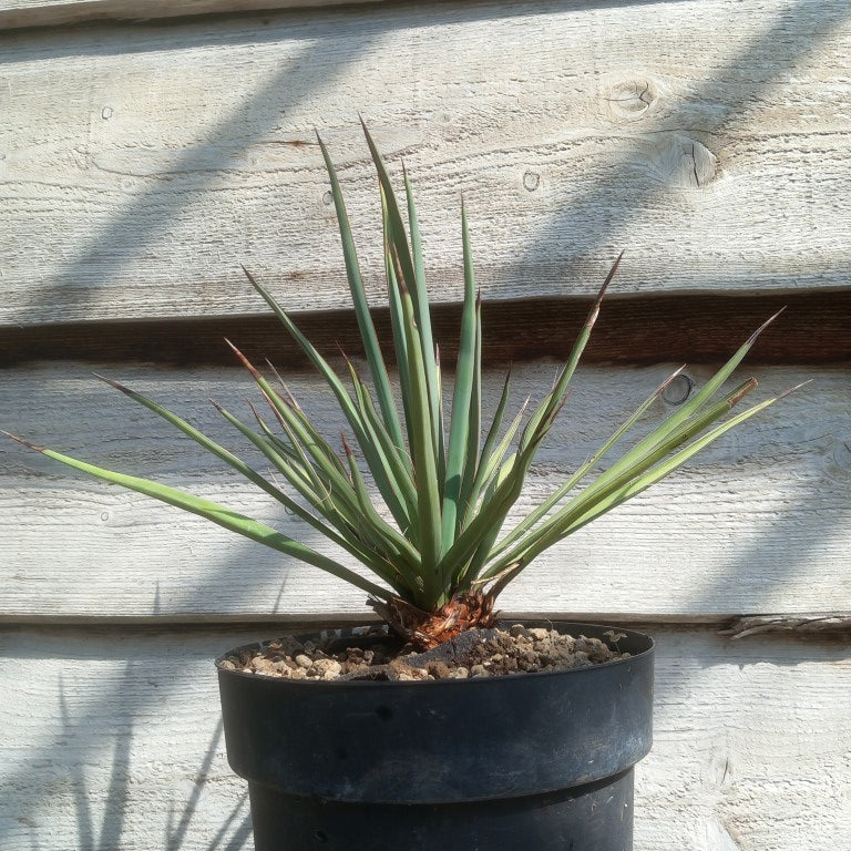 Yucca torreyi
