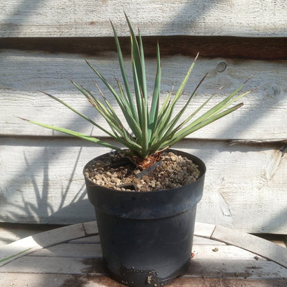 Yucca torreyi