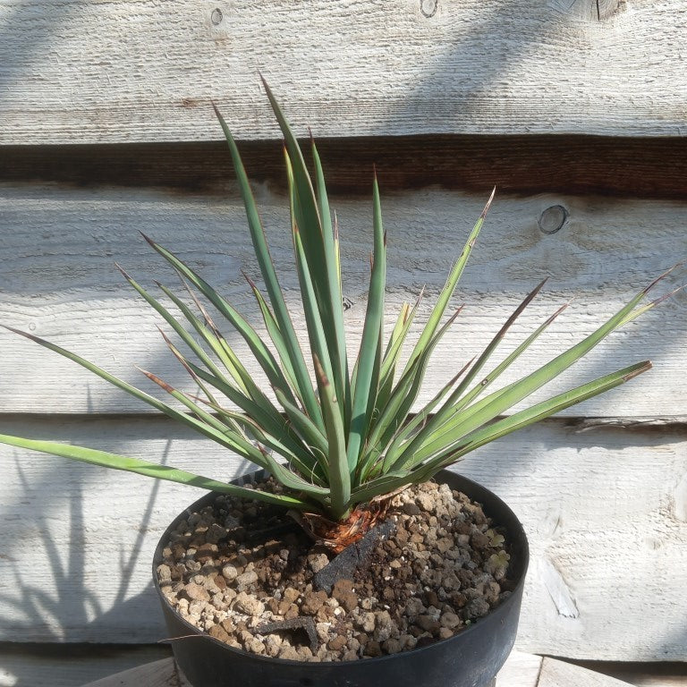 Yucca torreyi