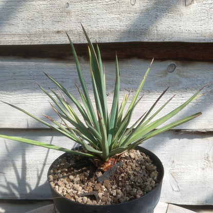 Yucca torreyi