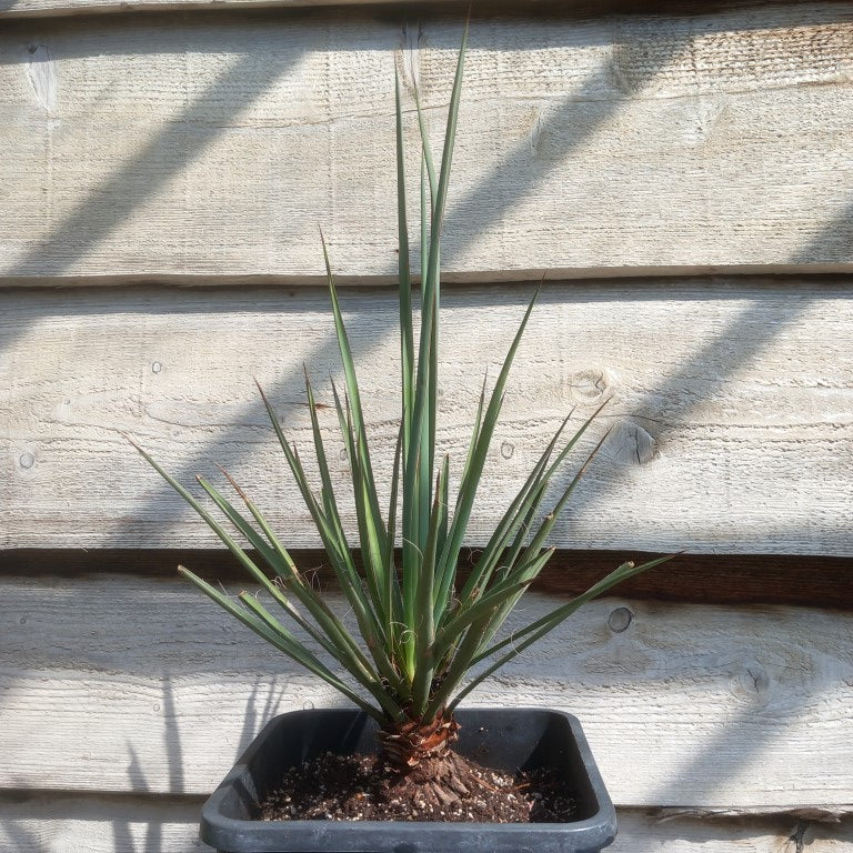 Yucca torreyi