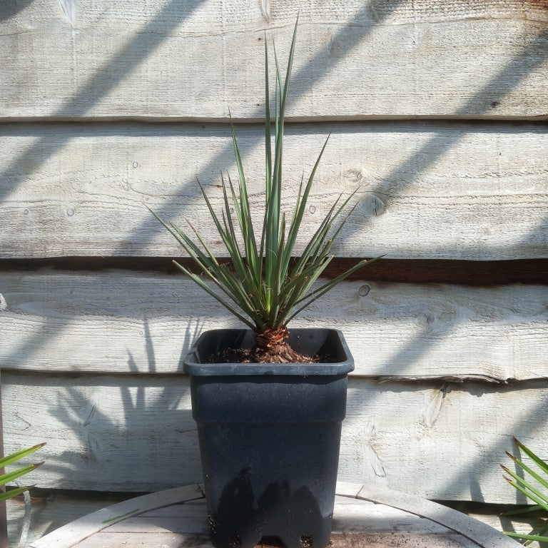 Yucca torreyi