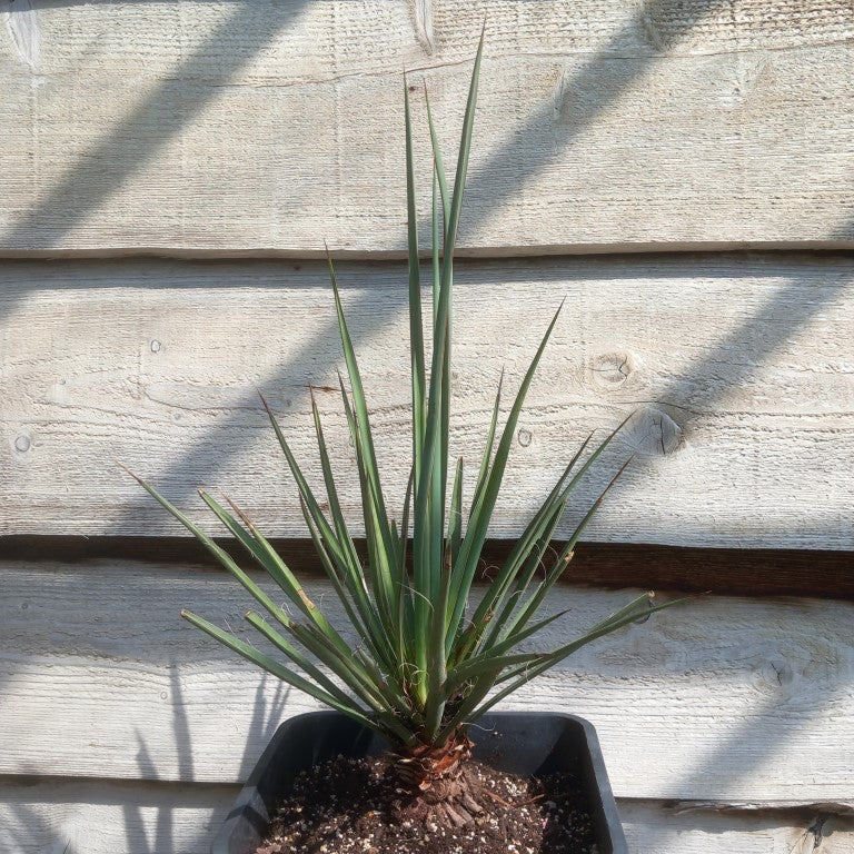 Yucca torreyi