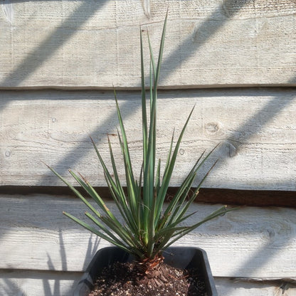 Yucca torreyi