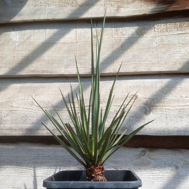 Yucca torreyi