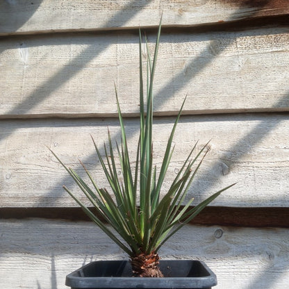 Yucca torreyi