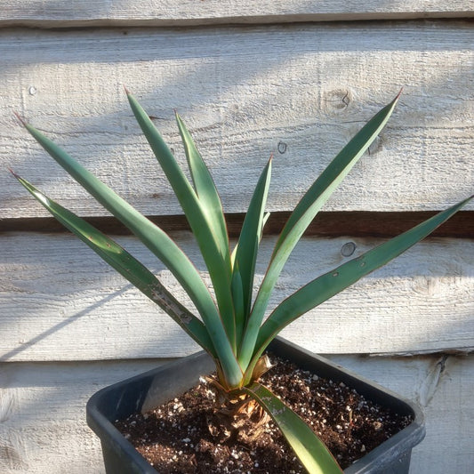 Yucca treculeana
