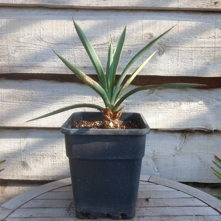 Yucca treculeana