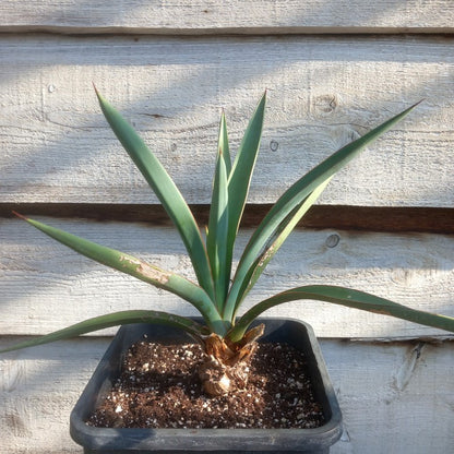 Yucca treculeana