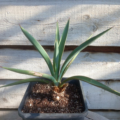Yucca treculeana