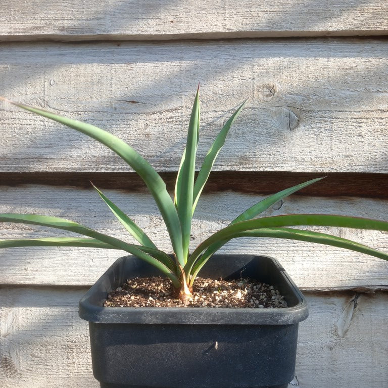 Yucca treculeana